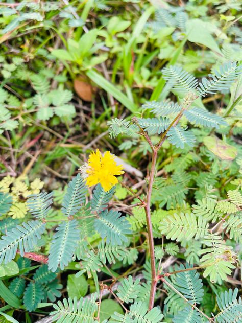 Unique Makahiya Flower in yellow color Yellow Flowers Names, Butter Yellow Flowers, Tiny Yellow Flowers, Moth Yellow, Small Yellow Flowers, Yellow Color, Plant Leaves, Yellow, Flowers