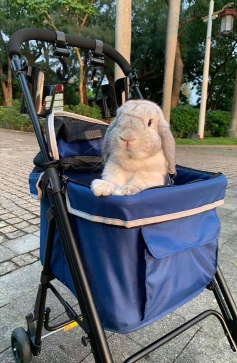 The Astro Go Lite Pet Stroller is perfect for every baby bunny! Its compact size allows you and your pet to use public transport easily and safely. The stroller folds in an innovative manner, which allows the dog-cat stroller to be placed between seats. 💙 #Ibiyaya #cat #catsofinstagram #cats #pet #dogstagram #catstagram #pets #petsofinstagram #instapet #petsagram #bunny #bunnylove #bunnystagram #bunnyrabbit #stroller #petbed #pettravel #luxurypet #petcarrier #catstroller #luxurypets Bunny Carrier, Cat Stroller, Folding Mechanism, Dog Stroller, Pet Stroller, Cats Pet, Travel System Stroller, Luxury Pet, Swivel Wheels