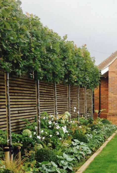 Pleached Trees Underplanting, Garden Privacy Fence Ideas, Pleached Lime Trees, Pleached Trees Small Garden, Backyard Trees Along Fence, Pleached Trees Privacy Screens, Garden Trees Ideas, Underplanting Trees, Espalier Fence