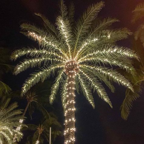 Palm Tree Lighting Ideas, Palm Tree Christmas Lights, Palm Tree Lights, Snow Beach, Christmas Palm Tree, Hawaii Christmas, Dreams Resorts, Huntington Beach California, Outdoor Aesthetic