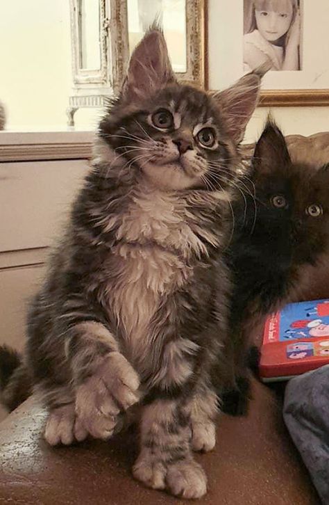 Polydactyl Rocky (Girl). 8 Weeks Old Polydactyl Kitten, Two Faced Cat, Lynx Kitten, Hemingway Cats, Inherited Traits, Polydactyl Cat, Genetic Code, Different Colored Eyes, Dna Sequence