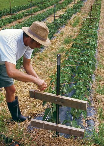 Pepper Trellis, Garden Ideas Large, Dirt Therapy, Grow Peppers, Garlic Garden, Growing Bell Peppers, Survival Garden, Edible Gardening, Herb Gardening