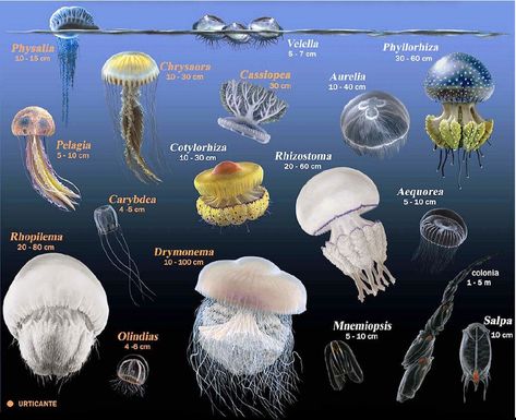 Meduses - Jellyfish Types Of Jellyfish, Jellyfish Species, Jellyfish Facts, Jellyfish Pictures, Sea Jellies, Book Reports, Blue Jellyfish, Save Our Oceans, Deep Sea Creatures