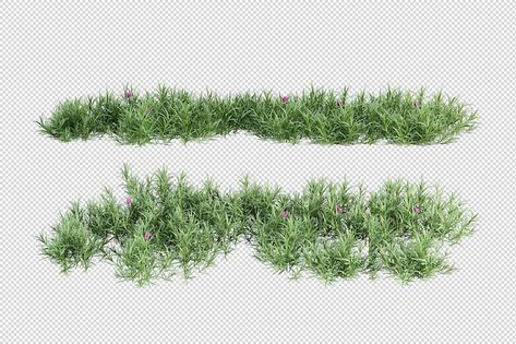 Plants Elevation, Vegetation Png, Landscape Architecture Section, Tree Psd, Architecture Symbols, Grass Illustration, Fringe Tree, Landscape Architecture Graphics, Plant Graphic