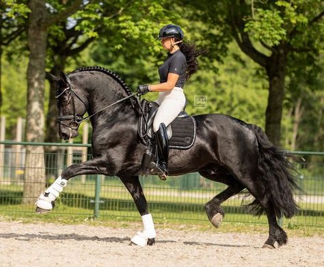 Friesian Dressage, Power Pony, Friesian Stallion, Big Horses, Horse Dressage, Friesian Horse, Dressage Horses, Horse World, Horses And Dogs