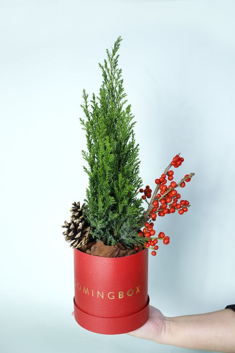 Oh Christmas tree, oh Christmas tree! Plant Christmas Tree, House Plants Christmas Decor, Christmas Plant, Christmas Decor With Houseplants, Houseplant Christmas Tree, Christmaa Tree Pot, Christmas Tree Wicker Basket, Christmas Plants Gifts, Christmas Plants