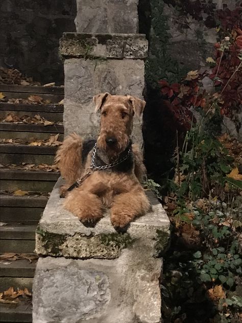 Syrius Family Fernando alias Jorek Airdel Terrier, Airedale Terrier Puppies, Airedale Dogs, Airedale Terriers, Lakeland Terrier, Welsh Terrier, Guard Dog, Dog Bath, Airedale Terrier