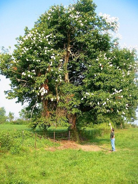 The Great American Chestnut Tree Revival - Modern Farmer Chesnut Tree, Chinese Chestnut, Chestnut Flower, Chestnut Tree, American Chestnut, Modern Farmer, Farm Business, Chestnut Trees, Open Fire