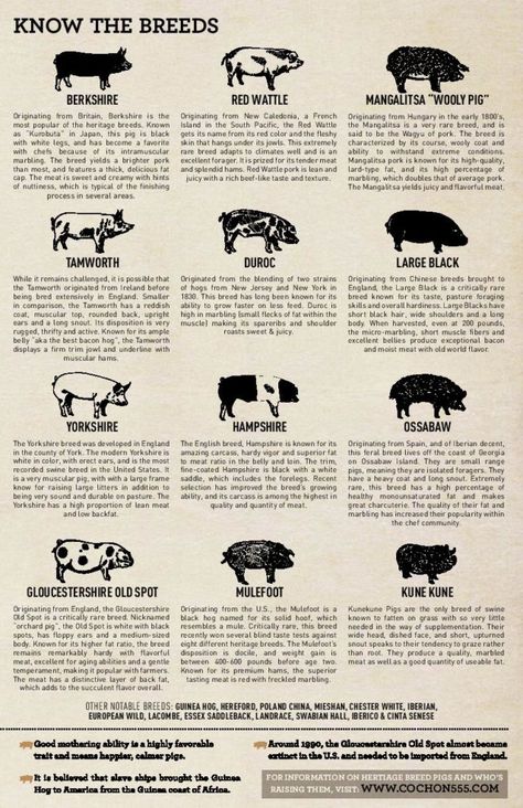 Pig Breeds Chart, Hog Farming, Types Of Pigs, Pig Pen Ideas, Farm Pigs, Livestock Judging, Hog Farm, Pig Showing, Pig Breeds