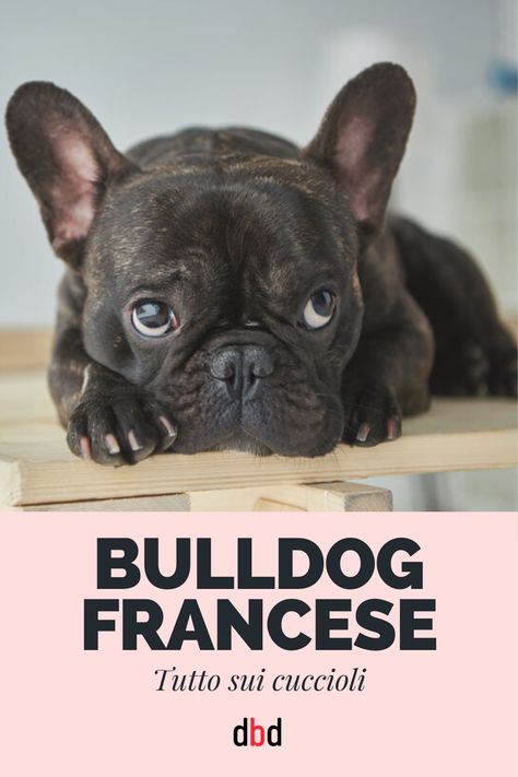 Il Bulldog francese è un molossoide di piccole dimensioni, sempre più scelto dagli amanti dei cani come animale da compagnia. La sua storia è abbastanza misteriosa perché i francesi sostengono che si tratti di un cane autoctono, mentre gli inglesi ritengono che sia un discendente dal Bulldog inglese. è un cane affettuoso ed energico che ben si adatta alla vita in appartamento. Ecco tutto quello che dovete sapere! #bulldog #cane #animalidomestici Bulldog Francese, French Bulldog, Bulldog, Dogs, Animals, Art