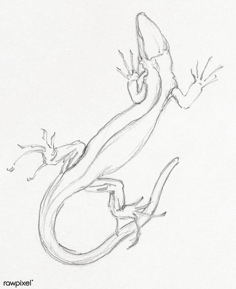 Lizard by Julie de Graag (1877-1924). Original from the Ri… | Flickr Gecko Sketch, Lizard Sketch, Lizard Illustration, Lizard Drawing, Big Lizard, Wildflower Drawing, Monitor Lizard, Travel Art Journal, Nature Sketch