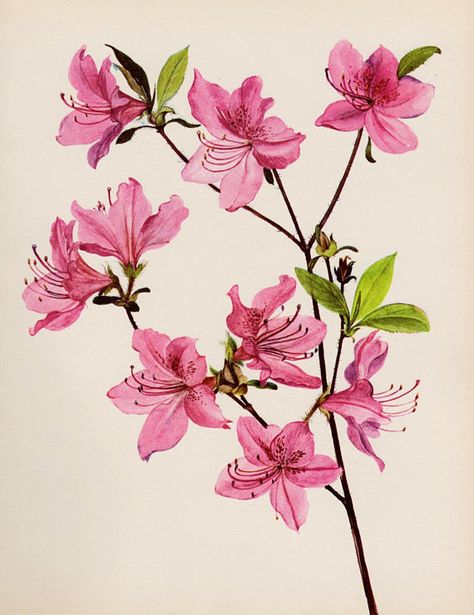 Vintage Pink Flower Decor Pink Azalea Botanical Print Pink Pink Flower Decor, Flower Gallery Wall, Rhododendron Plant, Pink Gallery Wall, Flor Tattoo, Botanical Gallery Wall, Flower Gallery, Azalea Flower, Pink Azaleas