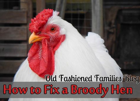 broody-chicken Broody Chicken, Broody Hen, Fashion Family, Raising Chickens, Fix It, Hen, Chicken, Keeping Chickens