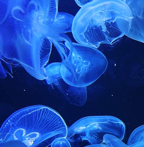 Blue Sea Slug, Sea Jellies, Blue Aesthetic Dark, Water Icon, Dark Blue Wallpaper, Blue Jellyfish, Most Beautiful Words, Blue Y2k, Ocean Pictures