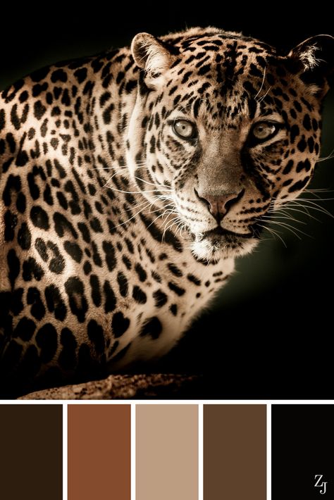 Animal Color Palettes, Paint Color Schemes, Color Schemes Colour Palettes, Color Balance, Design Seeds, Color Palette Design, Colour Board, Corporate Design, Color Swatches