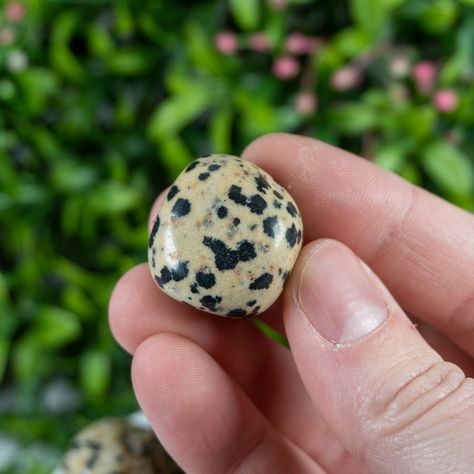 Dalmatian Stone Meanings and Crystal Properties - The Crystal Council Dalmatian Stone Meaning, Dalmatian Jasper Crystal Meaning, Dalmatian Crystal, Dalmatian Stone, Dalmatian Jasper, Orange Calcite, Dalmatian, Meant To Be, Stone