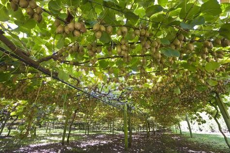 Kiwi-Pflanze: Kiwi pflanzen, pflegen, ernten - [SCHÖNER WOHNEN] Kiwi, Vines, Grapes, Trees, Fruit, Quick Saves