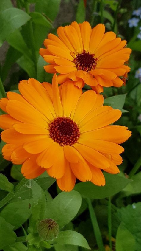 Calendula Flower Aesthetic, Namaqualand Daisies, Marigold Orange, October Flowers, Calendula Officinalis, Wild Flower Meadow, Strange Flowers, Calendula Flower, Good Morning Beautiful Flowers