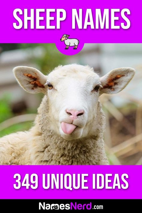 If you’re looking for a name for your lamb, you’ve come to the right place! Our sheep name generator has hundreds of suggestions. You can also check out our lists of names by category to browse over 349 sheep name ideas. These names are perfect for any sheep, no matter whether it’s a lamb (young sheep), ewe (female sheep), or ram (male sheep). Male Sheep, Sheep Names, Funny Sheep, Cute Lamb, Funny Names, Name Ideas, Name Generator, Cute Names, Cool Names