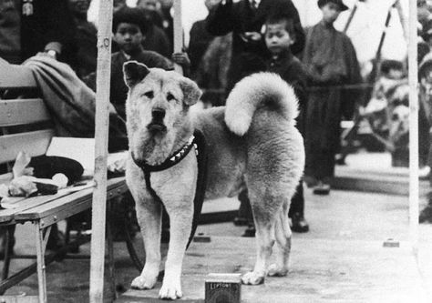 Rare Photos of Hachiko, the World's Most Loyal Dog Hachiko Dog, Hachiko A Dog's Story, Hachi A Dogs Tale, Hachiko Statue, Shibuya Station, Earth Beauty, A Dog's Tale, Dog Waiting, Akita Dog