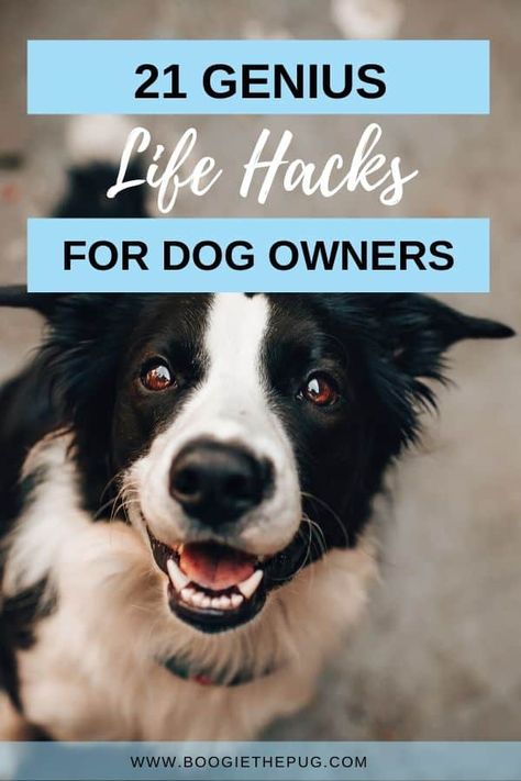 Living with a dog doesn't have to be so hard. Try out these 21 genius dog hacks and tell us what you think! Dollar Store Dog Hacks, 2025 Manifestation, Dog Life Hacks, Stinky Dog, Mom Crafts, Dogs Tips, Living With Dogs, Dog Advice, Dog Diy