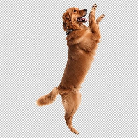 Dog Standing Up, Dog Standing, Animal Photography Wildlife, Golden Retriever Funny, Photography Wildlife, Dog Png, Up Dog, Max On, Digital Assets