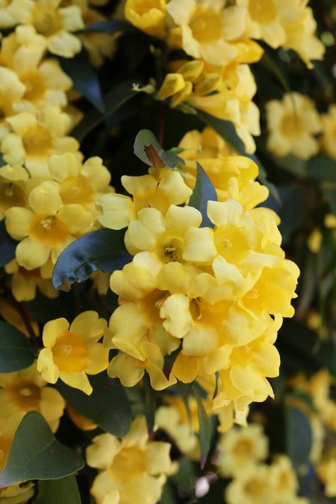 Yellow Jessamine: A Species of Gelsemium That's a Very Toxic Plant Yellow Jessamine, Carolina Jasmine, Edible Grass, Flower References, Scented Flowers, Diy Curb Appeal, Yellow Plants, Gardening Trends, Perennial Shrubs