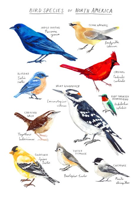 A poster showing ten common bird species native to North America, featuring my original gouache and watercolour paintings.  Featuring:  Cardinal Ruby-throated hummingbird Cedar Waxwing Indigo Bunting Carolina Wren Tufted Titmouse Goldfinch Bluebird Hairy Woodpecker Chickadee Species Poster, Patch Inspiration, Backyard Birds Watching, North American Birds, Bird Diy, Carolina Wren, Indigo Bunting, American Birds, Birds Of North America