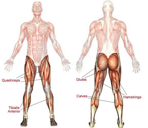 Hamstrings  These muscles, which form the back of the thigh, flex your knee and extend your hip. Wheelchair Exercises, Deltoid Workout, Muscle System, Man Anatomy, Military Press, Muscle Imbalance, Squat Challenge, Average Person, Muscle Body