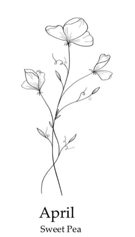 Sweat Pea Tattoo Design, Small April Tattoos, One Line Sweet Pea Tattoo, Sweet Pea Arm Tattoo, Sweet Pea Minimalist Tattoo, Sweet Pea Outline, Sweet Pea Flower Tattoo Black And White, Snowdrop And Sweet Pea Tattoo, Sweet Pea And Daisy Flower Tattoo