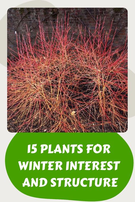 Colorful winter shrub with red-orange branches against a brick wall background. Text reads "15 Plants for Winter Interest and Structure". Winter Gardens Uk, Winter Garden Aesthetic, Winter Garden Ideas, Winter Flowers Garden, Winter Gardening, Lenten Rose, Garden Display, Specimen Trees, Winter Plants