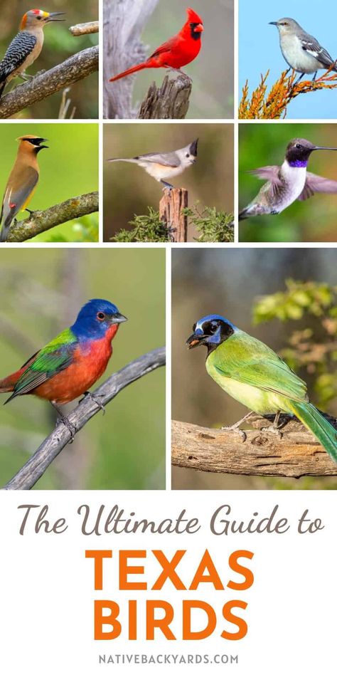 Texas Birds - The Ultimate Guide for Beginning Birders! - Native Backyards Birds Of Texas, Texas Mockingbird, Texas Mural, Bird Watching Journal, Texas Birds, Texas Backyard, Texas Trees, Garden Critters, Texas Landscaping