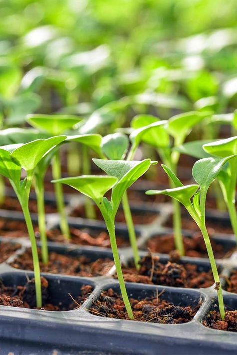 Lettuce Seedlings, Starting Seeds Inside, Kitchen Cottagecore, Cucumber Varieties, Seed Starting Soil, Seedlings Indoors, Veggie Gardens, Lettuce Seeds, Homesteading Ideas