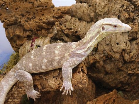 Asian Water Monitor, Large Lizards, Water Monitor, Monitor Lizard, Wet And Wild, Black Dragon, Gentle Giant, Southeast Asia, Animal Photography