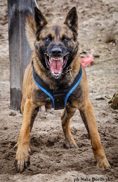 Angry German Shepherd, Muscular Dog, Dog Armor, Animal Emoji, Pastor Belga Malinois, High Intelligence, Dog Growling, Belgium Malinois, Dog Soldiers