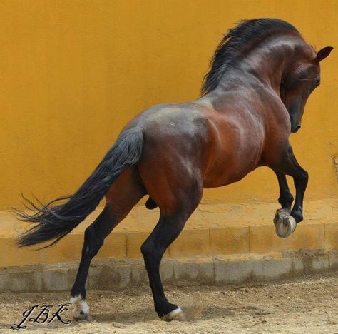 Horse Looking Back, Horse From Behind, Kathiyawadi Horse, Male Horse, Lusitano Horse, Horse Wall Art Canvases, Art Deco Artwork, Horse Sketch, Horse Anatomy