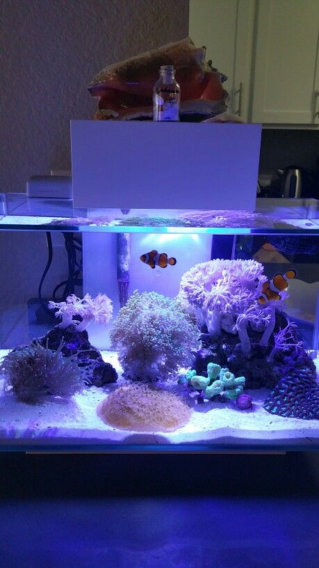 Reef Life Seahorse Fish Tank, Clownfish Tank Ideas, Saltwater Tank Ideas, Cool Fish Tanks Ideas Unique, Cute Fish Tank Decor, Preppy Fish Tank, Fish Tank Cute, Pretty Fish Tank Ideas, Salt Water Fish Tank Ideas