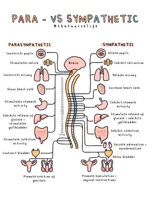 A4 Anatomy Posters - Etsy UK Anatomy Posters, Sympathetic Nervous System, Nursing School Essential, Medical School Life, Medicine Notes, Nursing School Motivation, Basic Anatomy And Physiology, Nurse Study Notes, Nursing Student Tips