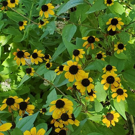 We’re visiting with Virginia Sherry today. A lifelong gardener, I am the founder of the nonprofit Native Plant Society of Staten Island (in 2019). As summer draws to a close, […] The post Virginia’s Mostly Native Garden appeared first on FineGardening. Garden Perennials, Native Plant Gardening, Fine Gardening, Native Garden, Garden Photos, Perennial Garden, Staten Island, Autumn Garden, Front Garden