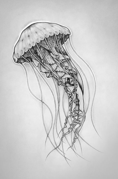 Squid Art, Jellyfish Illustration, Jellyfish Photography, Underwater Scenes, Jellyfish Painting, Jellyfish Drawing, Jellyfish Craft, Jellyfish Tattoo, Ocean Tattoos