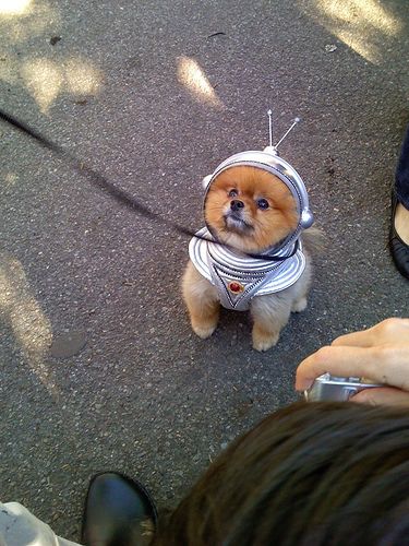 Puppy Costume, Space Dog, Animals Funny, Pet Day, Funny Dog Pictures, Interesting Photos, Funny Animal Pictures, Small Dog, Dressage