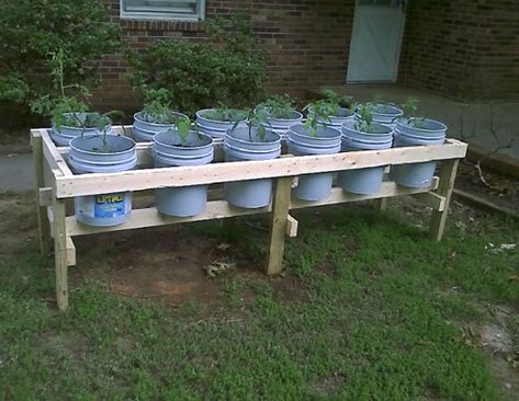 DIY Plastic Bucket Raised Garden Beds - no bending, no weeding... #gardening #raisedgardenbeds #raisedgardenbeds #homestead #homesteading Bucket Raised Garden, Raised Garden Beds Diy Vegetables, Gemüseanbau In Kübeln, Diy Garden Patio, Elevated Gardening, Building Raised Garden Beds, Bucket Gardening, Vegetable Garden Raised Beds, Building A Raised Garden