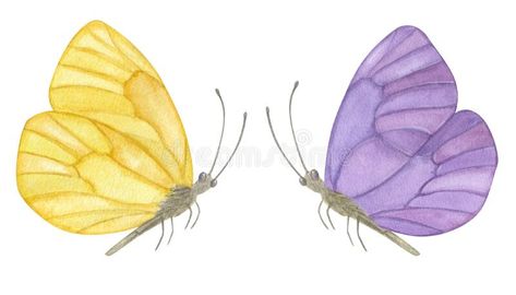 Beautiful pastel purple yellow butterfly. Hand-drawn watercolor illustration isolated on white background. Can be used royalty free stock images Yellow Butterfly Watercolor, Wing Graphic, Yellow Nature, Wedding Tropical, Yellow Violet, Vector Poster, White Background Photo, Yellow Butterfly, Butterfly Watercolor