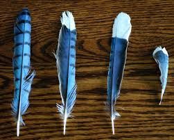 Bluejay Feather, Butterfly Museum, Blue Jay Feather, Jay Feather, Blue Jay Bird, Insect Wings, Bear Sculptures, Feather Crafts, Feather Art