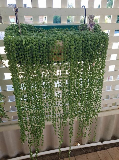 Home Decorations Ideas, Creepers Plants, Blooming Succulents, Plant Landscape, Indoor Plant Wall, Plants Wall, Hanging Plant Wall, Plants For Hanging Baskets, Inside Plants