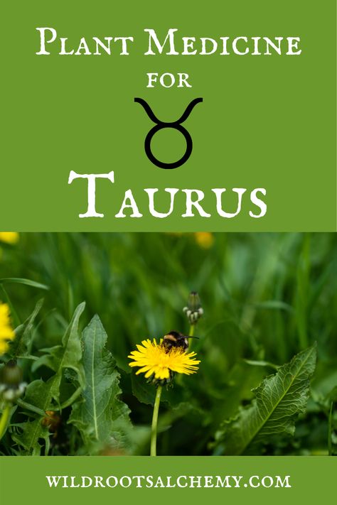 Herbs For Taurus, Herbs Of Taurus, Taurus Herbs, Taurus Flower, All The Zodiac Signs, Taurus Season, Physical Security, Astrology Houses, Pelvic Floor Therapy