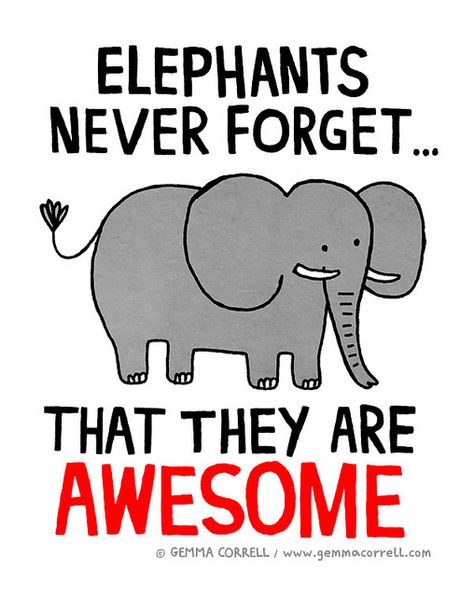 elephants never forget—gemma correll Elephant Quotes, All About Elephants, Gemma Correll, Elephants Never Forget, Elephant Pictures, Elephant Drawing, Most Beautiful Animals, Elephant Love, Elephant Lover