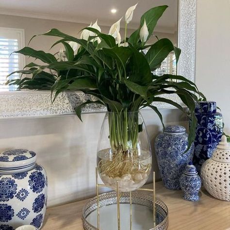 Peace Lilly In Water Vase, Hydroponic Peace Lily, Peace Lily Aquarium, Peace Lily Decor, Peace Lily Aesthetic, Peace Lily In Water Vase, Peace Lilly In Water, Propagate Peace Lily, Peace Lily In Water