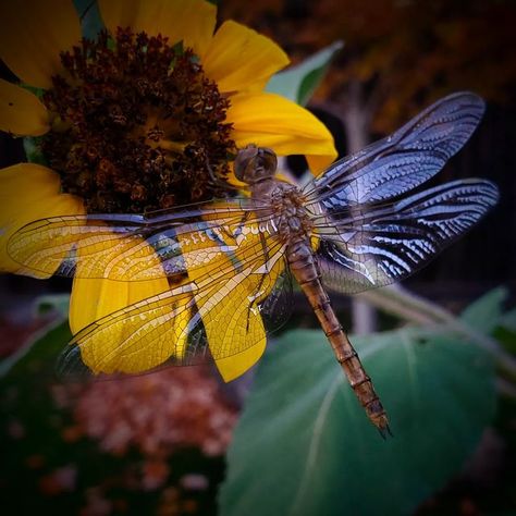 Sunflower And Dragonfly, Lucky Clover, Tile Ideas, Organic Gardening, Backyard Garden, Happy Friday, Bugs, Bulldog, Sunflower