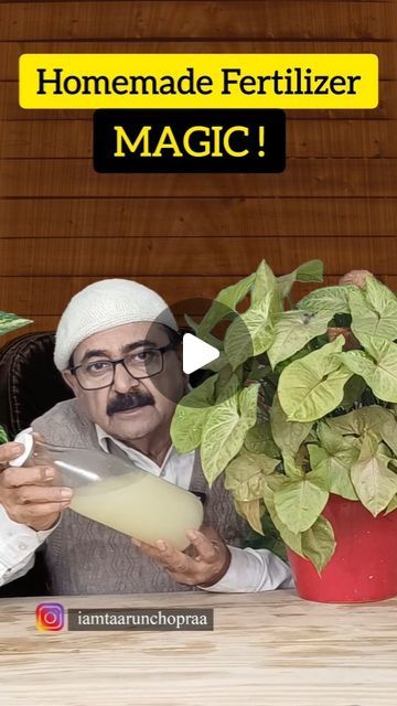 Taarun Chopraa on Instagram: "Powerful Homemade Fertilizer For Plants Unlock the potential of your plants with this video on creating a potent homemade liquid fertilizer for all plant types using the magic of rice water. Discover the transformative benefits of incorporating rice water for plants as a natural and effective rice water fertilizer to nurture your green companions at home. Watch now for a sustainable and powerful plant care solution! #diyfertilizer #homegardening #plantcare #organicfertilizer #greenthumb #plantnutrients #organicgardening #gardentips #planthealth #homemadefertilizer #sustainablegardening #naturalfertilizer #gardeninghacks #growyourown #plantnutrition #ecofriendlygardening #urbangardening #greenliving #gardendiy #plantfood #taarunchopraa #naturalfertilizer" Rice Water For Plants Benefits, Diy Organic Fertilizer, Rice Water Fertilizer, Home Made Fertilizer For Plants, Organic Fertilizer For Plants, Natural Fertilizer For Garden, Rice Water For Plants, Homemade Fertilizer For Plants, Liquid Fertilizer For Plants